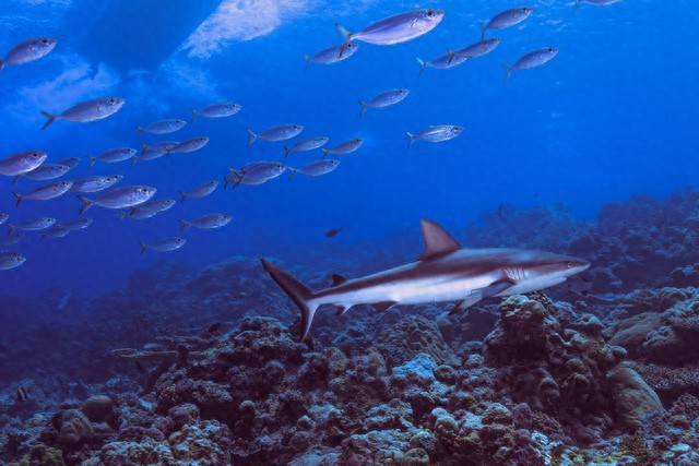 鲨鱼为什么不停游动_鲨鱼游动呼吸方式_游动的鱼动态图片全屏