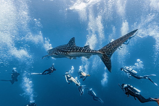 游动的鱼动态图片全屏_鲨鱼游动呼吸方式_鲨鱼为什么不停游动