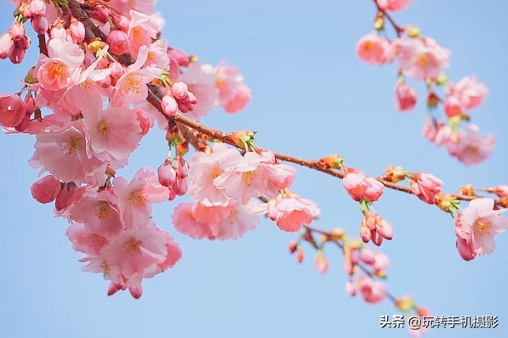 电脑樱花动态桌面_手机拍摄樱花技巧_避开游客拍摄樱花