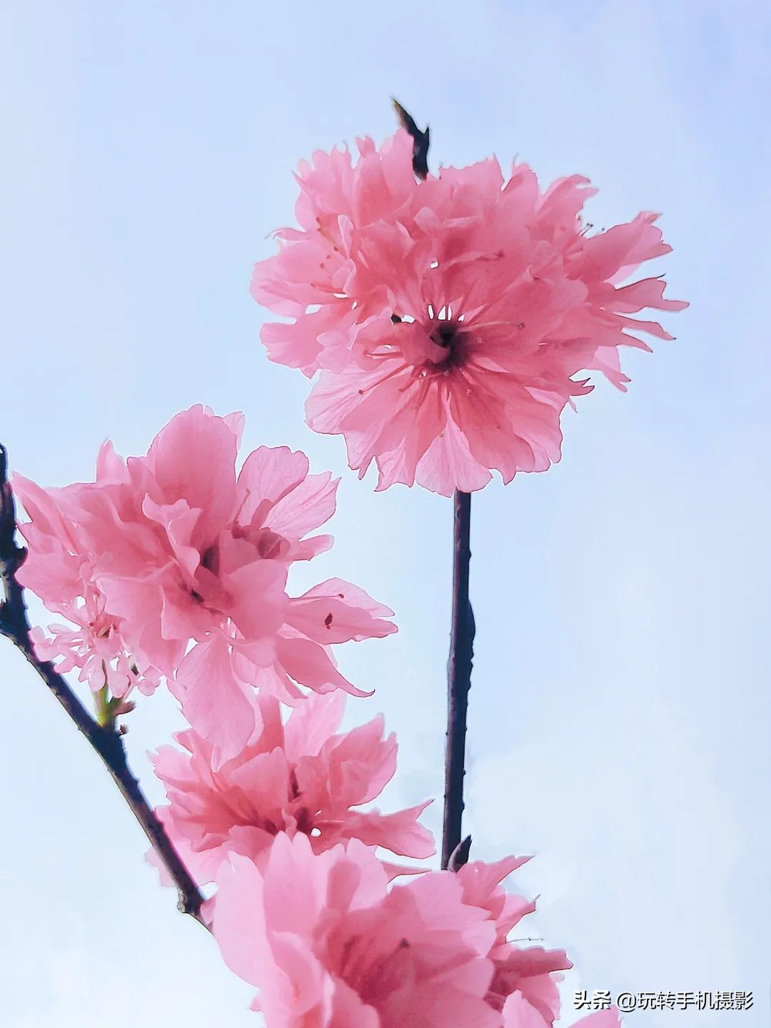 手机拍摄樱花技巧_避开游客拍摄樱花_电脑樱花动态桌面