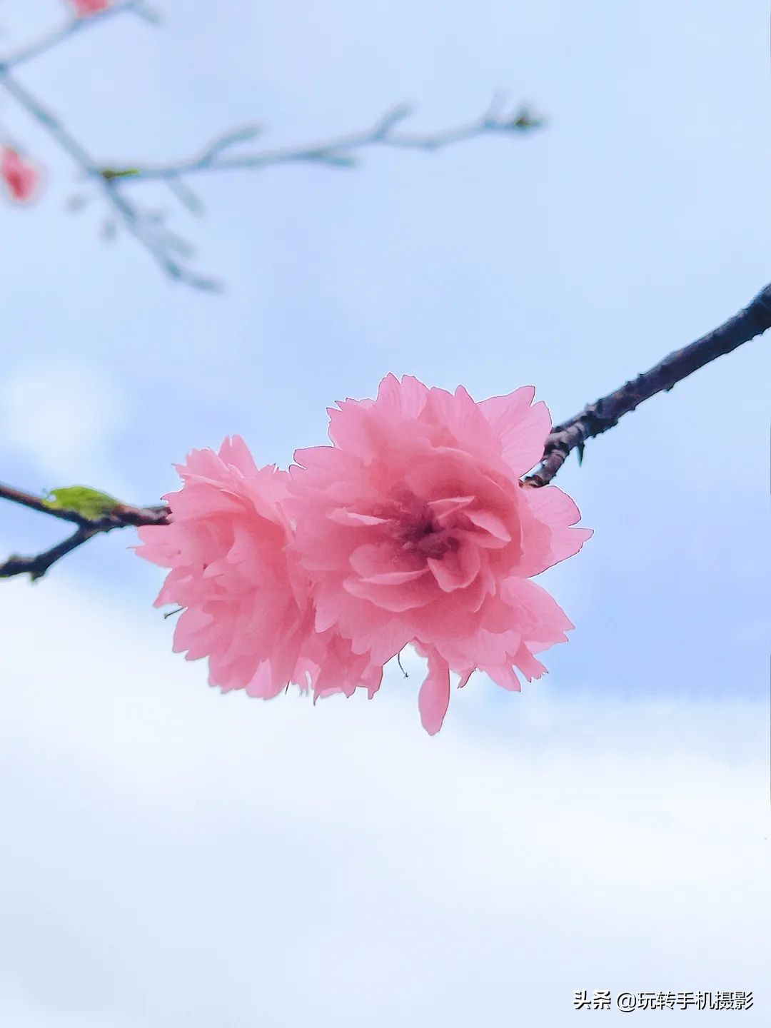 电脑樱花动态桌面_避开游客拍摄樱花_手机拍摄樱花技巧