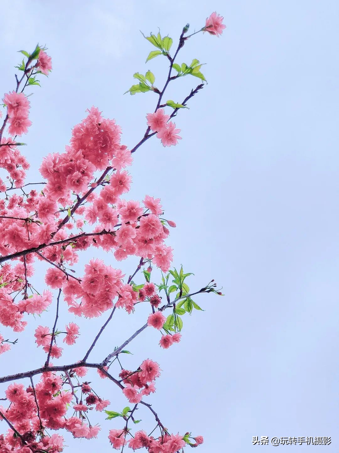 避开游客拍摄樱花_电脑樱花动态桌面_手机拍摄樱花技巧