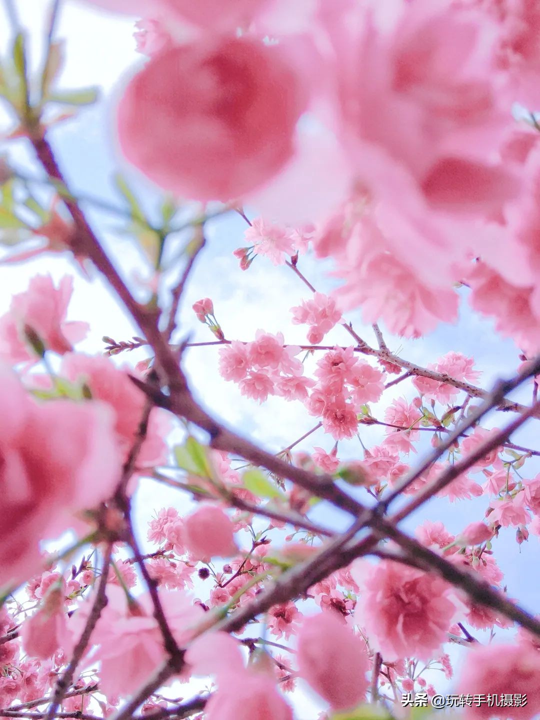 电脑樱花动态桌面_避开游客拍摄樱花_手机拍摄樱花技巧