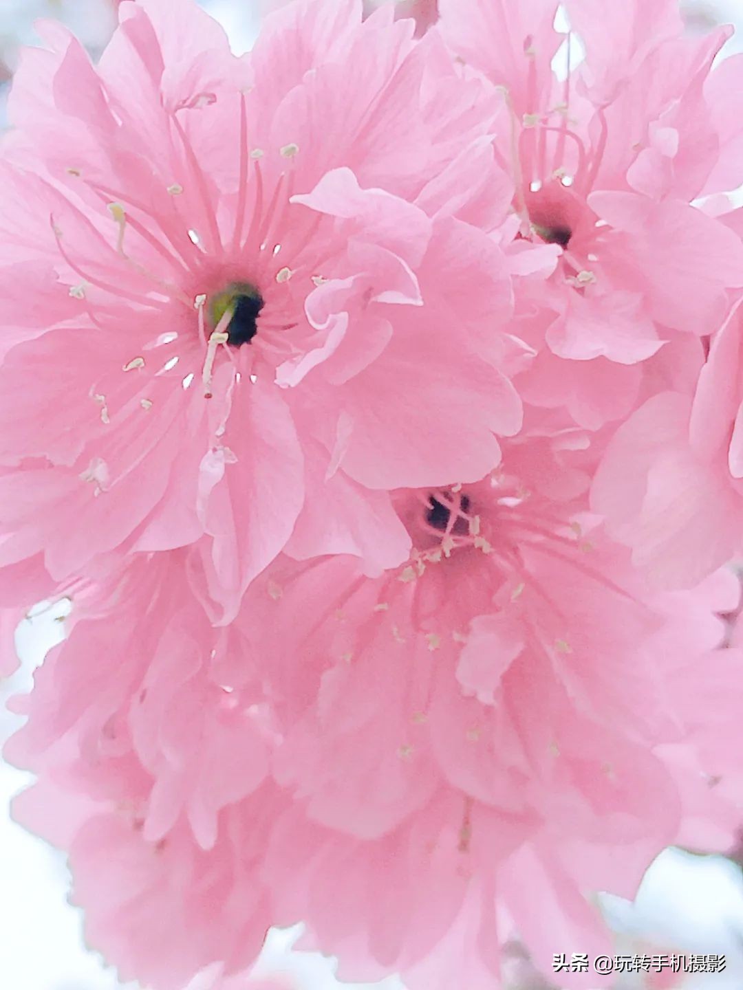 手机拍摄樱花技巧_电脑樱花动态桌面_避开游客拍摄樱花