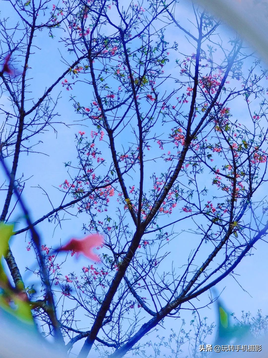 电脑樱花动态桌面_手机拍摄樱花技巧_避开游客拍摄樱花