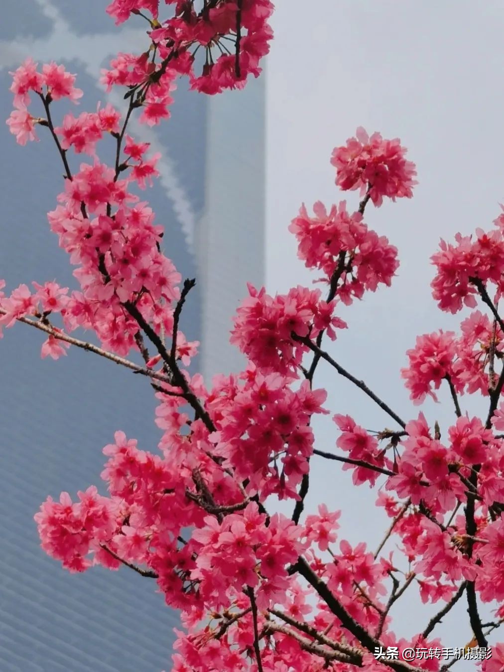 手机拍摄樱花技巧_电脑樱花动态桌面_避开游客拍摄樱花