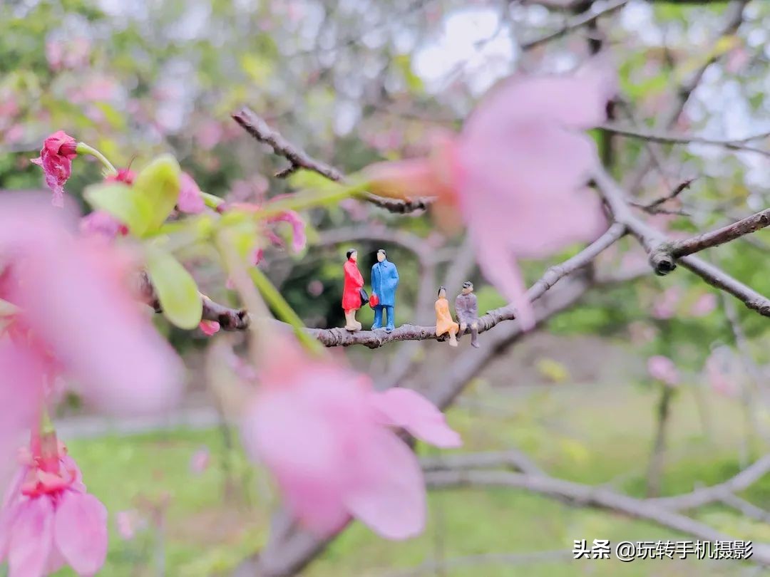 手机拍摄樱花技巧_避开游客拍摄樱花_电脑樱花动态桌面