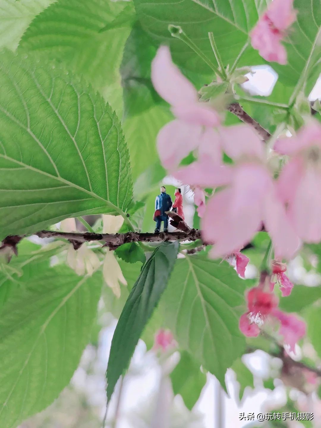 电脑樱花动态桌面_手机拍摄樱花技巧_避开游客拍摄樱花
