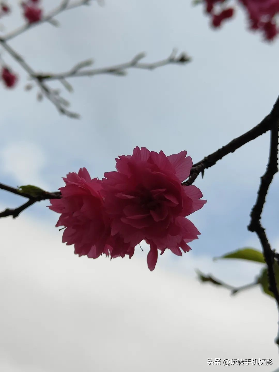 避开游客拍摄樱花_电脑樱花动态桌面_手机拍摄樱花技巧
