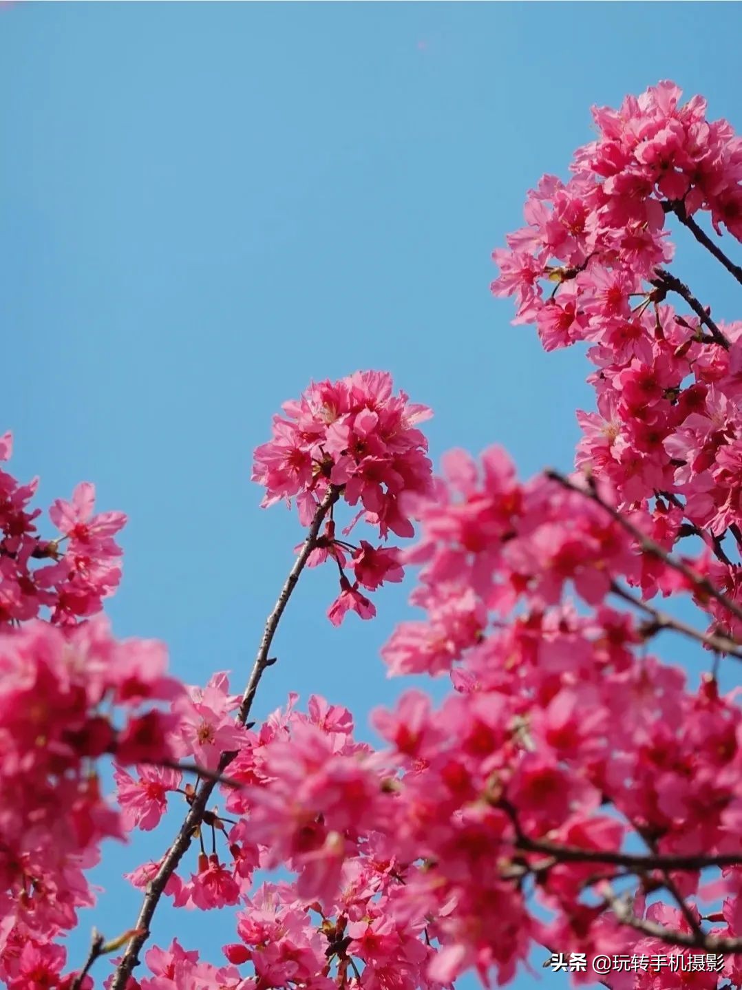 手机拍摄樱花技巧_电脑樱花动态桌面_避开游客拍摄樱花