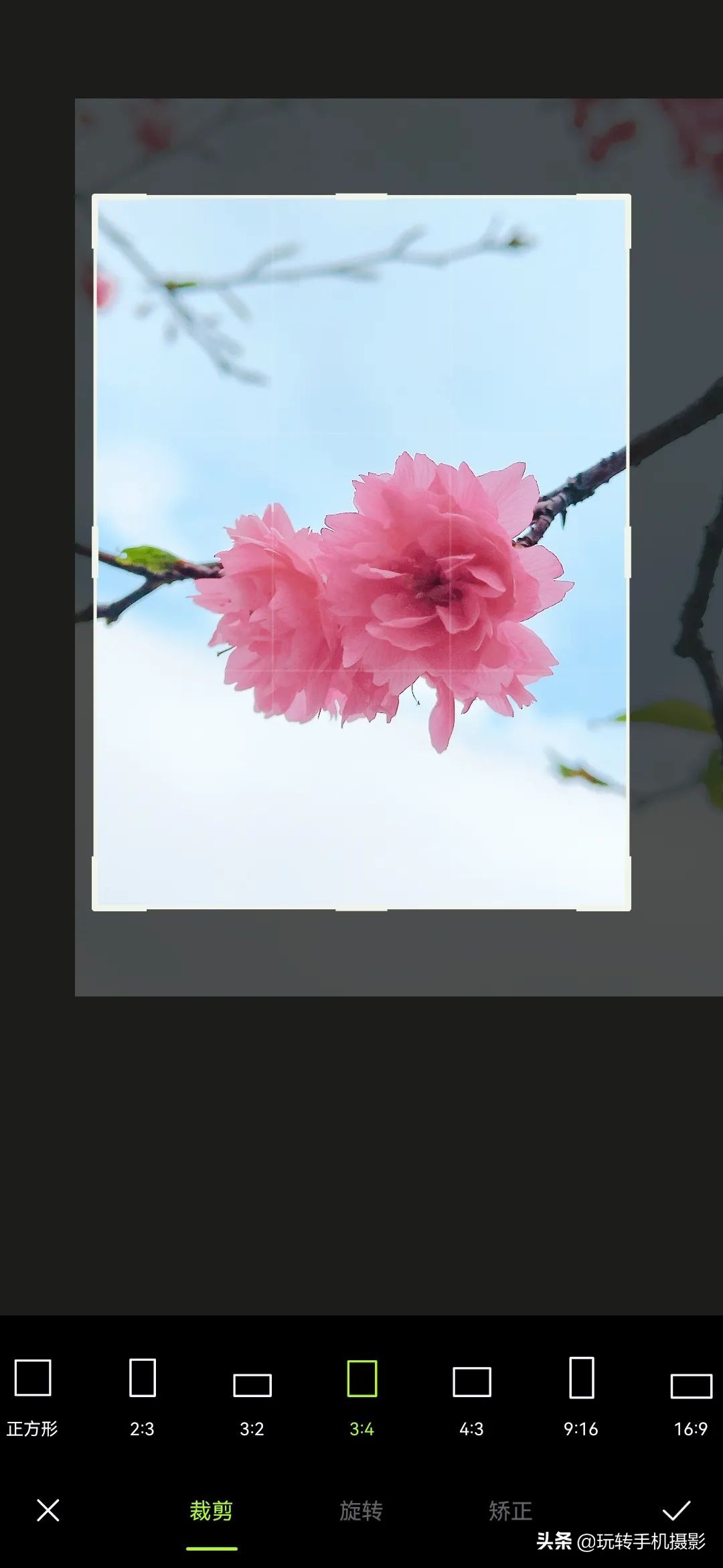 手机拍摄樱花技巧_避开游客拍摄樱花_电脑樱花动态桌面