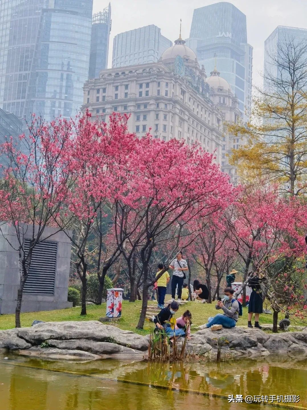 电脑樱花动态桌面_避开游客拍摄樱花_手机拍摄樱花技巧