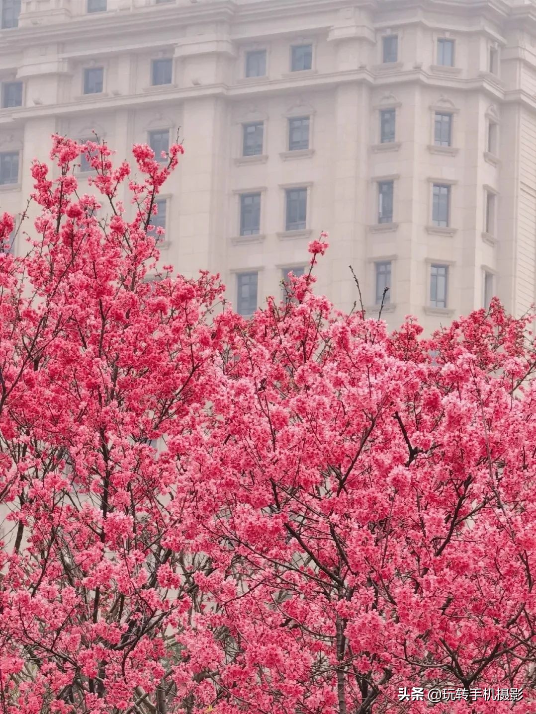避开游客拍摄樱花_电脑樱花动态桌面_手机拍摄樱花技巧