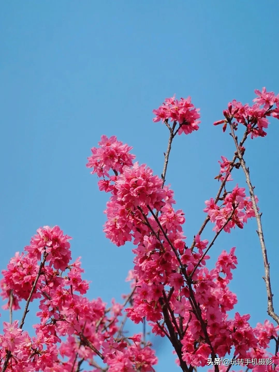 避开游客拍摄樱花_手机拍摄樱花技巧_电脑樱花动态桌面