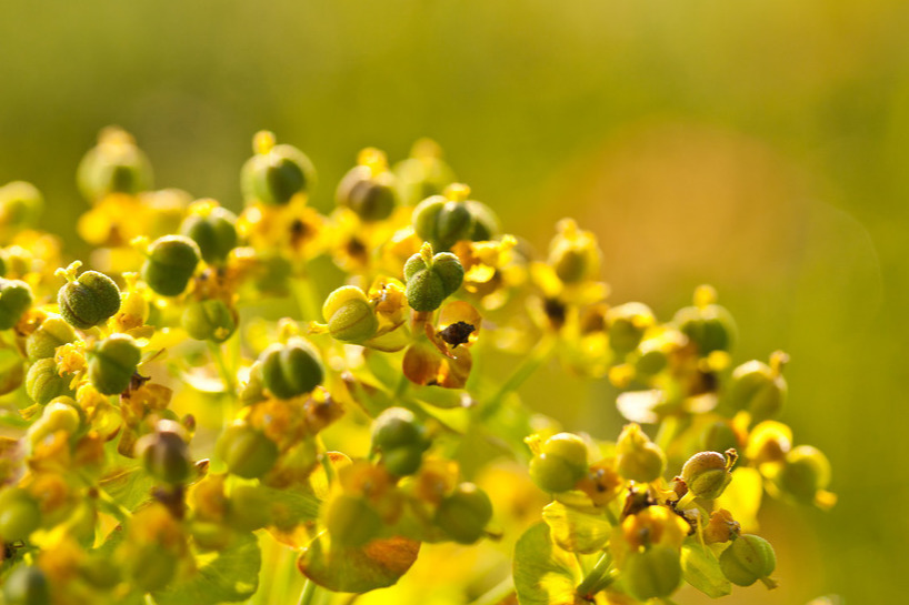 银屑病病因因素_湿疹 根治_银屑病诱发因素分析
