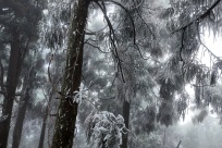 贵港平天山雾凇，美如仙境